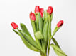 Tulipani