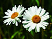 Fiori