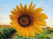 Girasoli