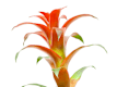 Piante