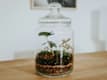 Terrarium in Vetro