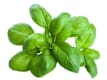 Erbe Aromatiche
