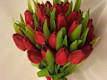 Tulipani