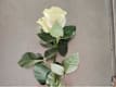 Rose Singole