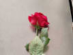 ROSA SINGOLA