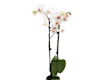 ORCHIDEE