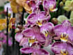 Orchidee