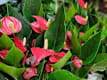 Piante