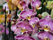 Orchidee