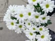 Altri Fiori