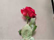 Rose singole