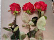 Tris di rose