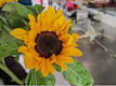 Altri Fiori