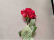 Rose Singole