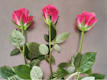 Bouquet di Rose