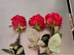 Tris di Rose