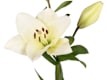 Altri Fiori