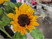 Girasoli