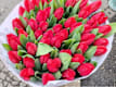 Tulipani