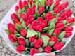 Tulipani