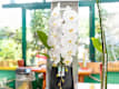 Orchidee