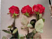 Tris di Rose