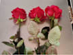 Tris di Rose