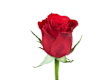 Rose Singole