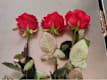 Tris di Rose