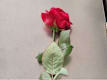 Rosa Singola