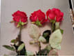 Rose Rosse