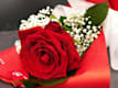 Rose Singole e Girasole