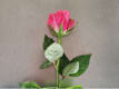 Rose Singole