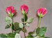Tris di Rose
