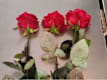 Rose Singole