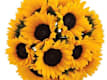 Girasoli