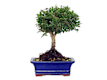Bonsai da Esterno
