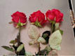 Rose A Scelta