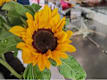 Girasoli