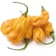 Fresh Vegetables and Fruits