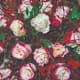 Bouquet of Roses