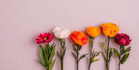 La Rosa De Oro