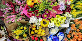 M & O Fiori e Piante