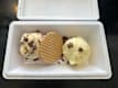 Scoop Ice Cream