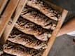 Bio Baguette
