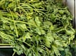 Fresh Herbs