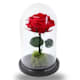Gevriesdroogde bloemen
