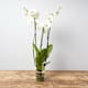 Planten zonder pot