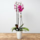 Planten met pot