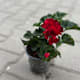 Suggestions for your terrace and garden